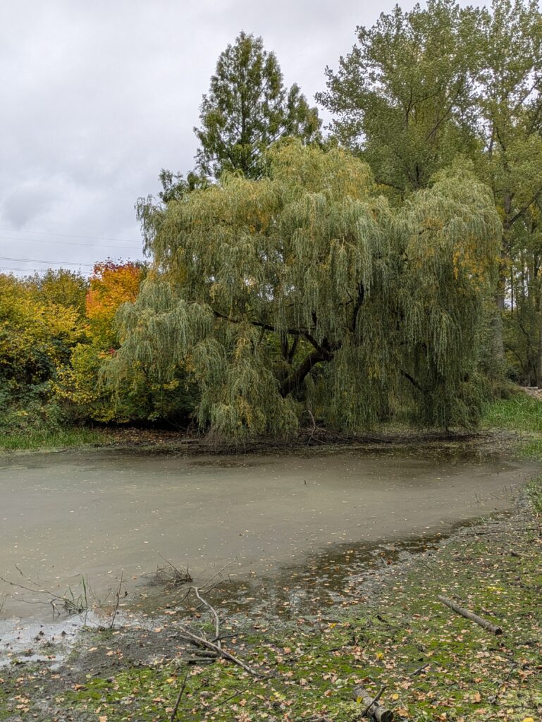 Renaturierung von aufgegebenen Karpfenteichen im Naturschutzgebiet "Dalbekschlucht". Foto: Regionalbüro Oliver Brandt